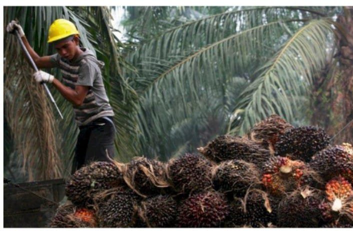 Harga Komoditas Sawit Terpuruk, Motor Penggerak Ekonomi Andalan Sumut Tengah Bermasalah