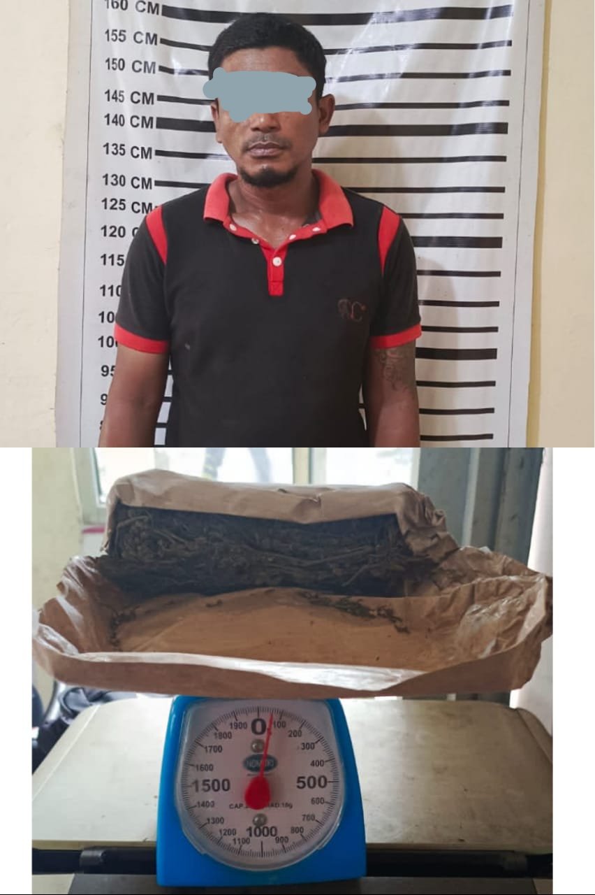 Coba Melarikan Diri Saat Melihat Polisi, Pelaku Nyimpan Ganja Dirumahnya