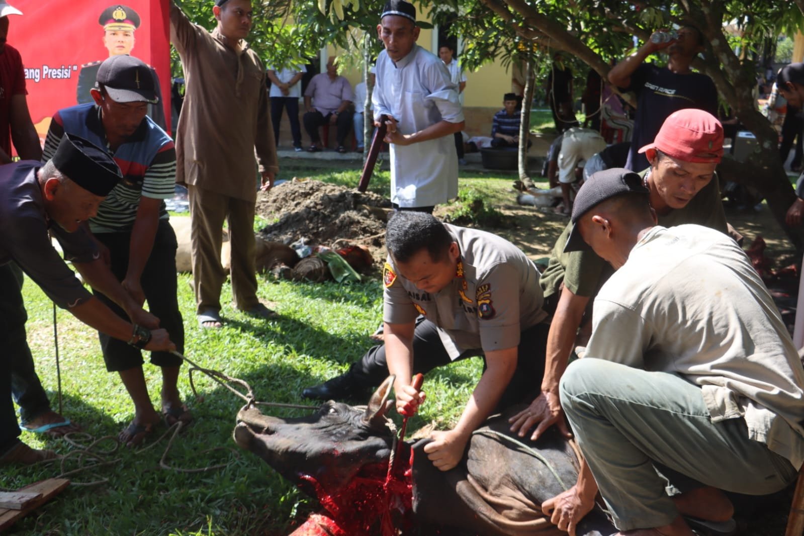Polres Langkat Laksanakan Qurban 11 Ekor Lembu & 5 Ekor Domba.