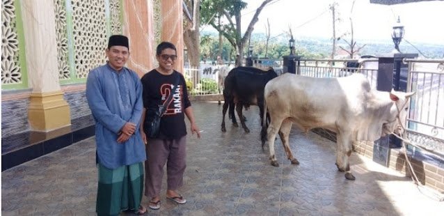 Bupati Samosir Sumbang Hewan Qurban Idul Adha 1444 H