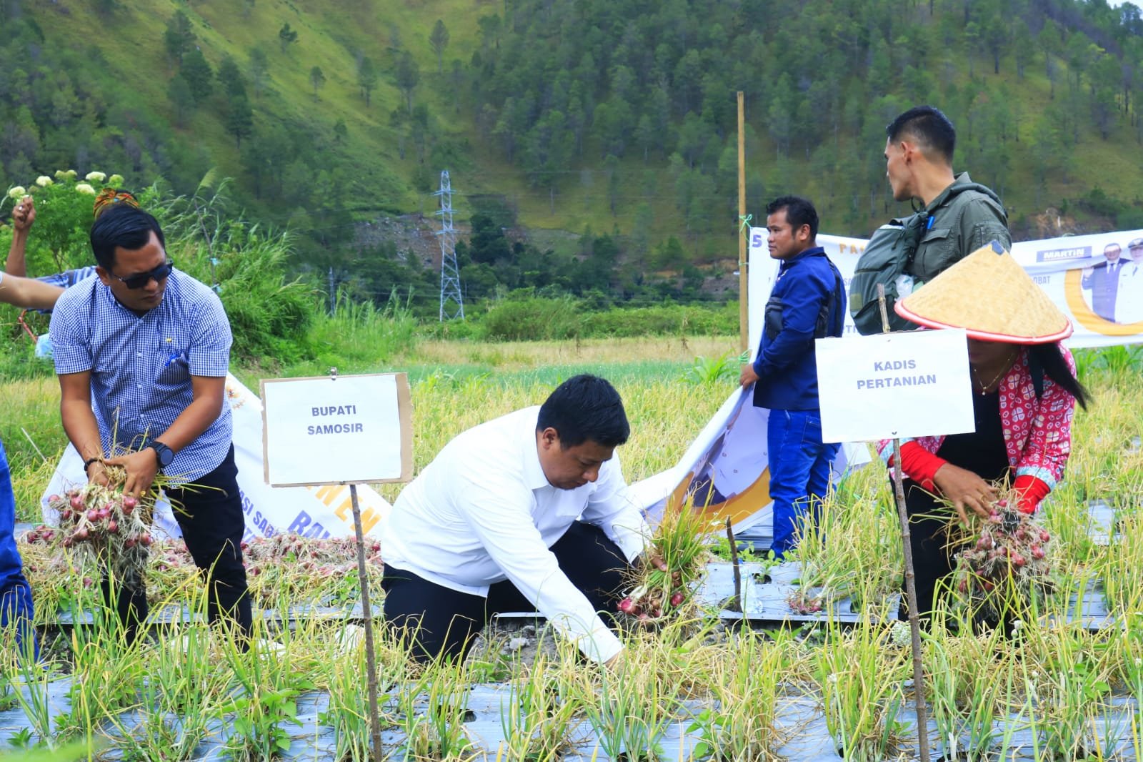 Bupati Samosir Panen Bersama Kelompok Tani Maju