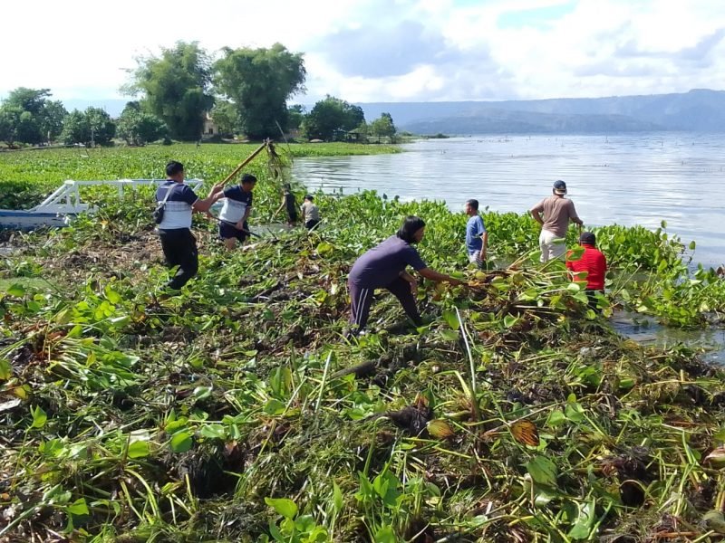 Hari ke Dua, Polres Samosir Bersihkan Eceng Gondok di Pantai Danau Toba