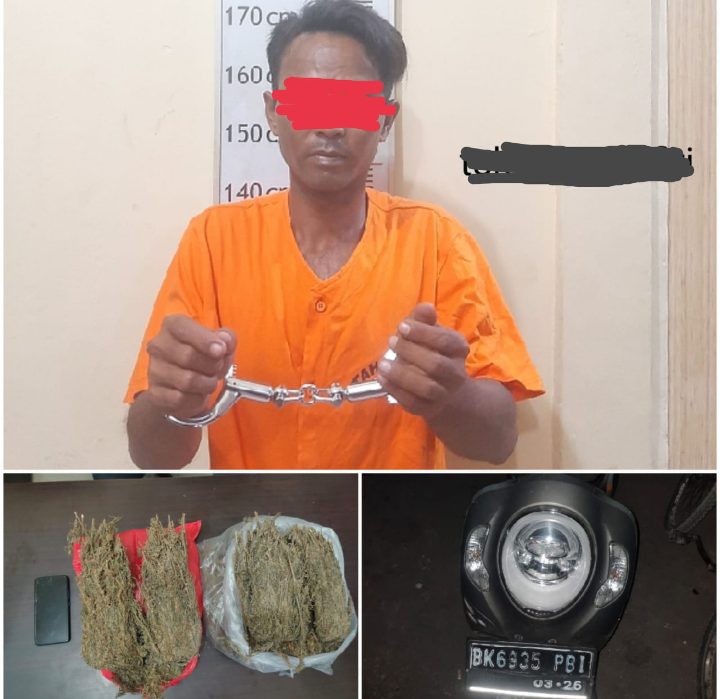 Under Cover Buy , Sat Narkoba Polres Langkat Berhasil Amankan Tersangka Pemilik 2 kg Ganja