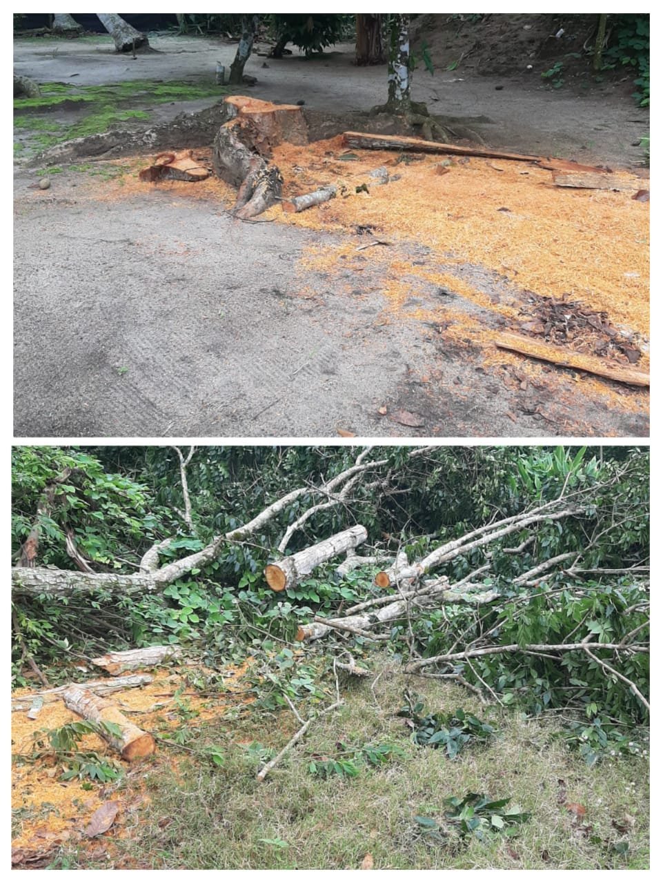 Oknum Krani di PTPN 3, Suruh Orang Tebang Pohon Mahoni