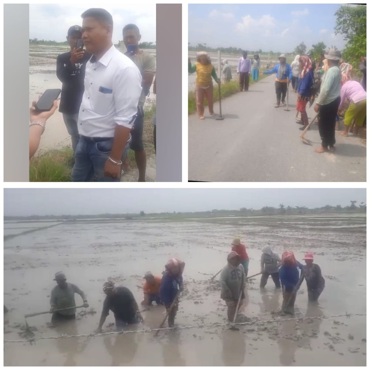 “Dipagari” Oknum Pengacara, Petani Sergai Kembali Tanam Padi di Lahan Mereka