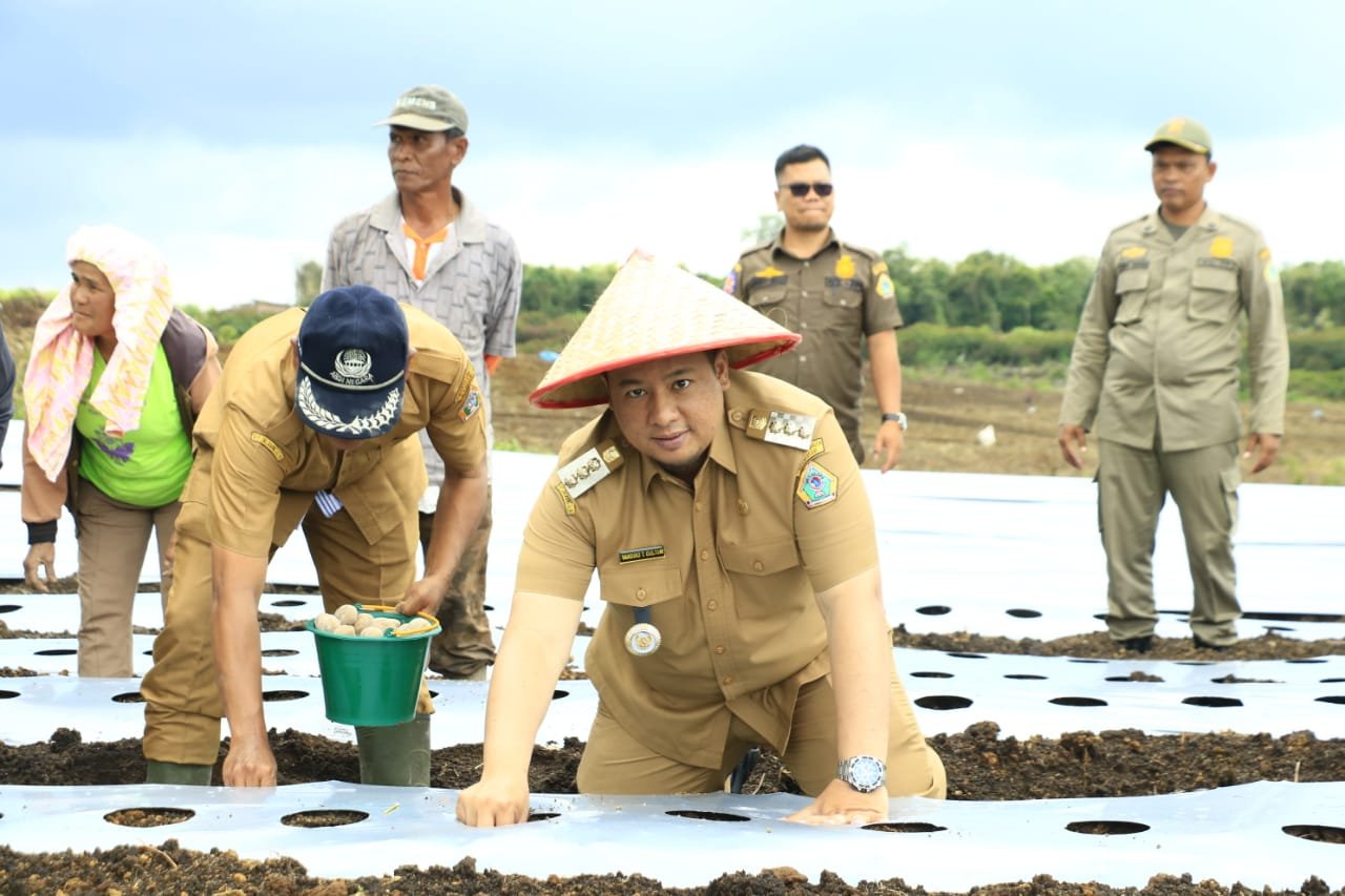 Bupati Samosir Bersama Petani Lakukan Penanaman Kentang