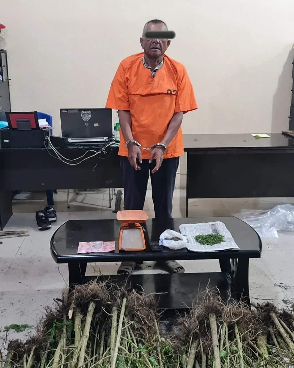 Bravo..! Satres Narkoba Polres Tanah Karo Ungkap Ladang Ganja di Desa Sukanalu