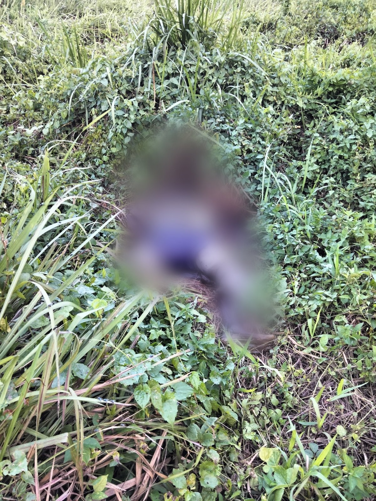 Warga Heboh, Pencari Rumput Temukan Mayat Tinggal Tengkorak