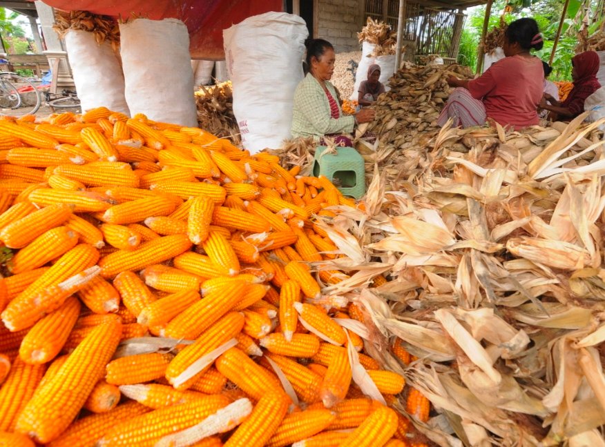 Bulog Distribusikan Jagung Bersubsidi, Harga Telur Ayam Diharapkan Tidak Naik