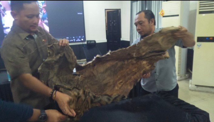 Polrestabes Medan Gagalkan Penjualan Kulit Harimau Seharga Rp 15 Juta