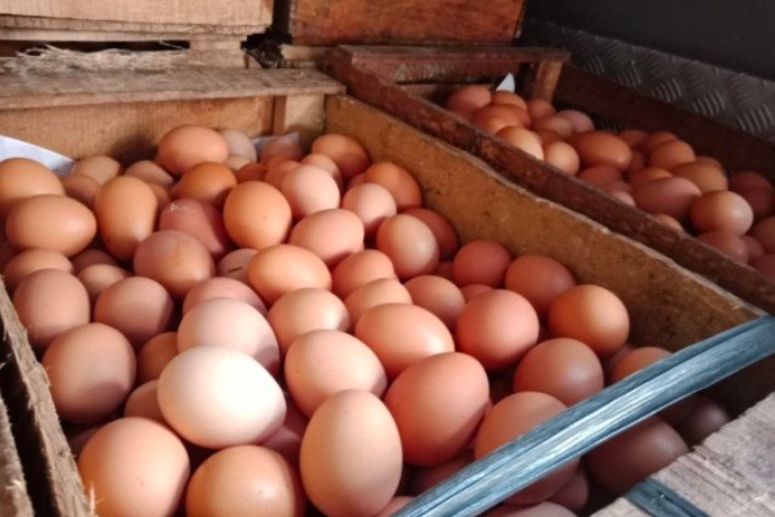 Harga Telur Ayam Naik Meskipun Tidak Serentak, Diproyeksikan Akan Turun Karena Ini