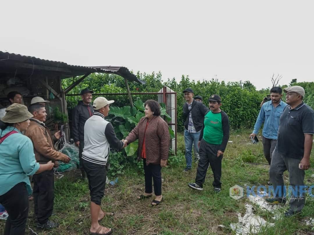 Bupati Karo Imbau Petani Wortel, Gunakan Bibit Produksi Sendiri