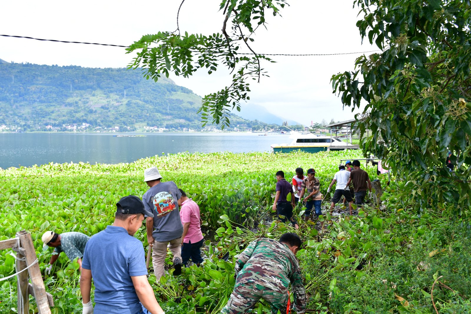 Truk Sampah Bersihkan Eceng Gondok di Danau Toba