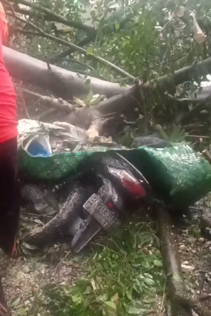 Pohon Tumbang, Timpa Pengendara Motor Tewas