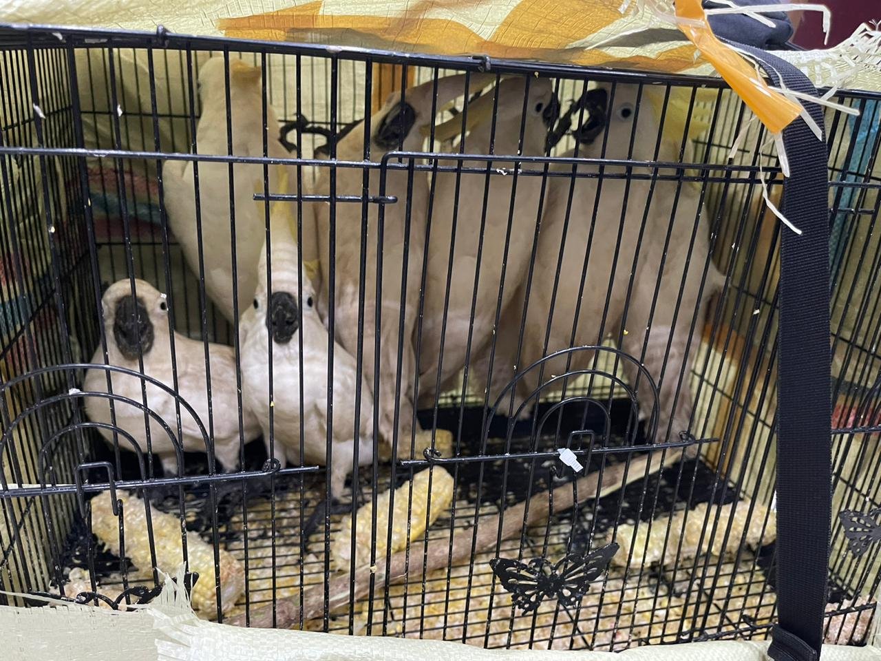 Polda Sumut Selamatkan 7 Ekor Kakak Tua Jambul Kuning