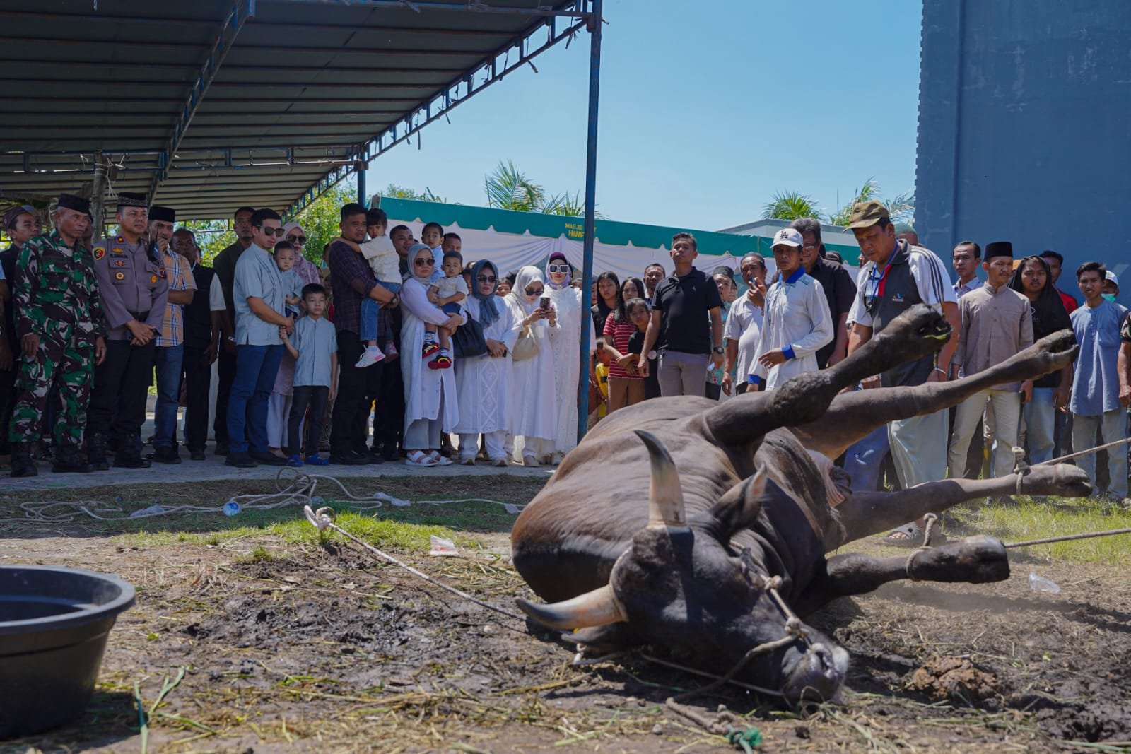 Bobby Nasution dan Keluarga Kurban 3 Sapi di Masjid Jami’ Hanifah