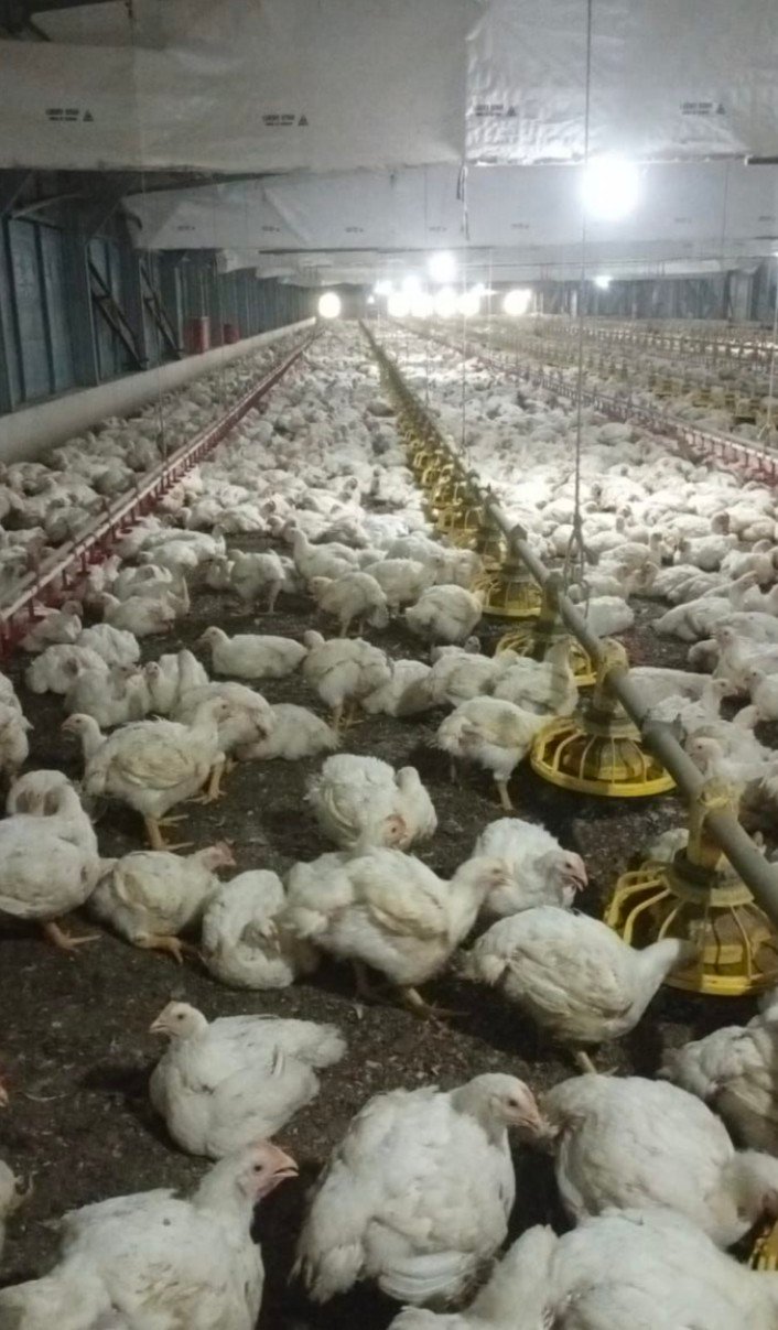 Peternak Ayam Rugi Besar, Harga Daging Ayam di Medan Sentuh 25 Ribu Per Kg