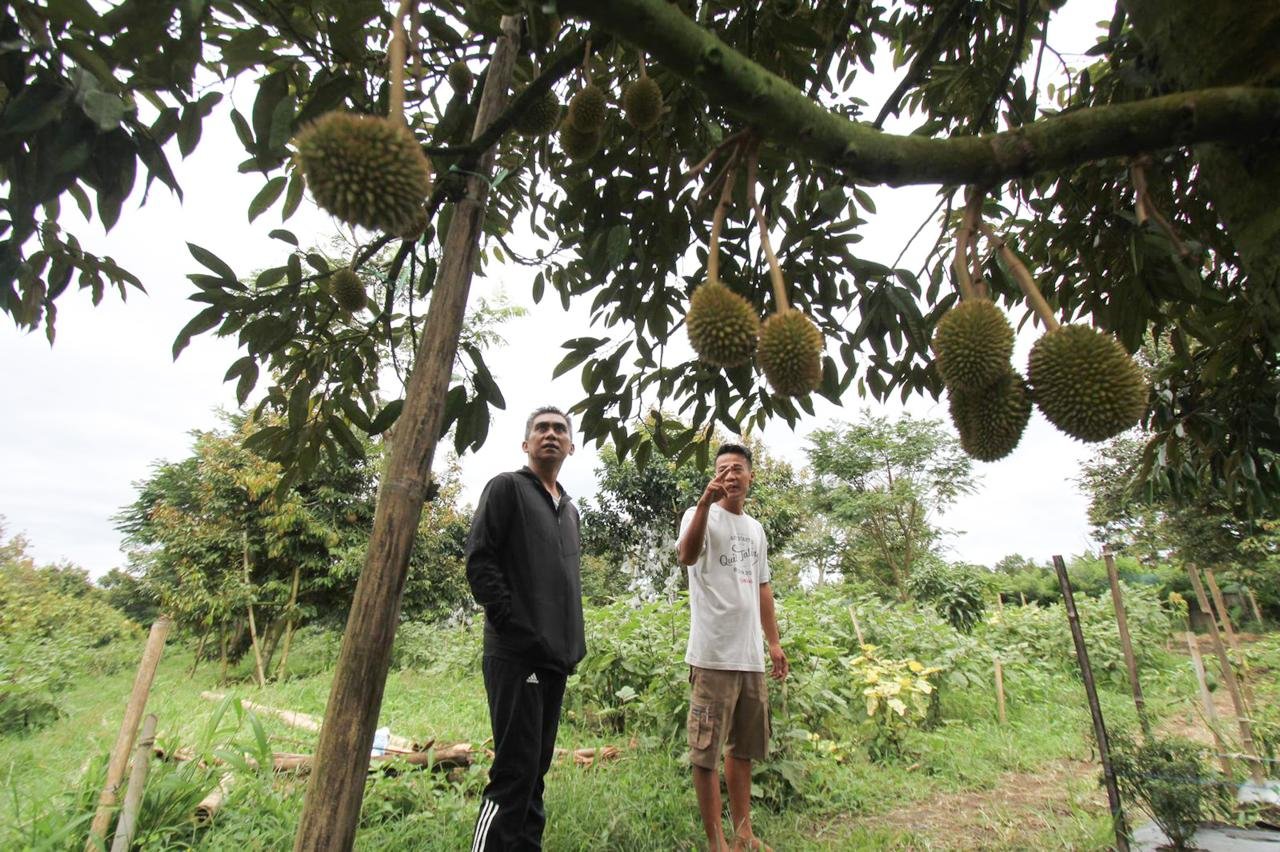 Wabup Karo Theopilus Ginting Ajak Milenial Bertani, Sebut Profesi Menjanjikan