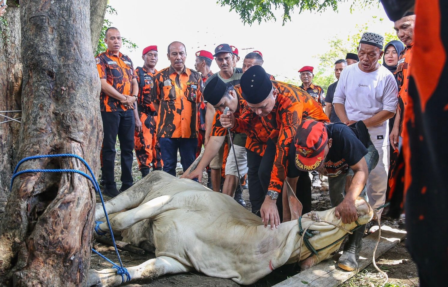 MPW Pemuda Pancasila Sumut Kurban 10 Ekor Sapi di Idul Adha 1445 H