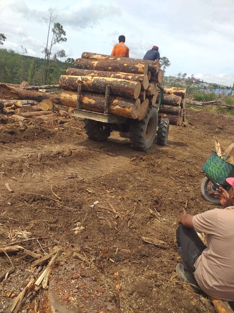 Hasil RDP di DPRD Tak Digubris, Pembalakan Kayu di Siosar Terus Berjalan