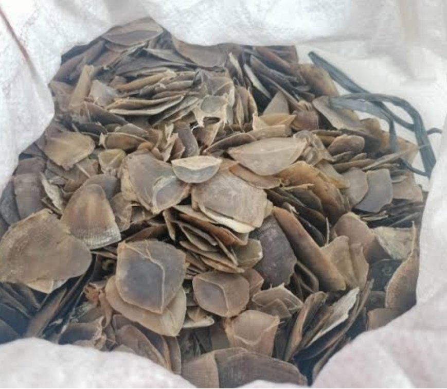 Polda Sumut Ungkap Perdagangan Sisik Trenggiling