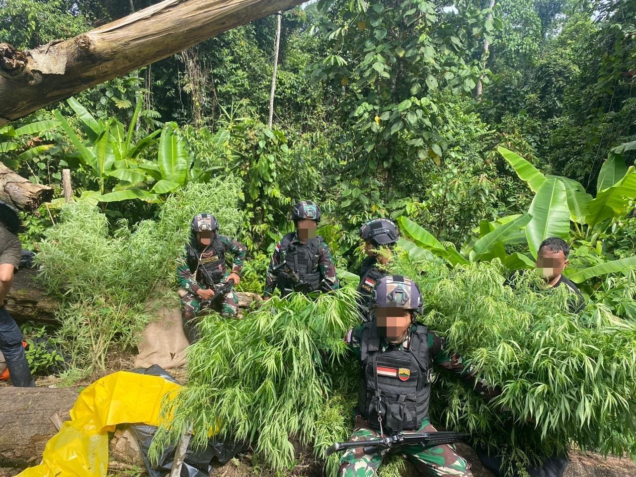 Personel Satgas Yonif 122/TS Temukan Lahan Ganja Seluas 600 Meter dan 50,25 Kg  Siap panen,di batas Indonesia-Nugini