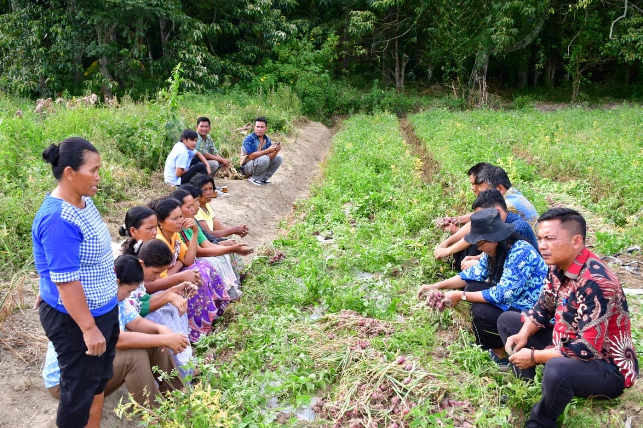 Kelompok Tani Saurdot Desa Sampur Toba Panen Bawang Merah