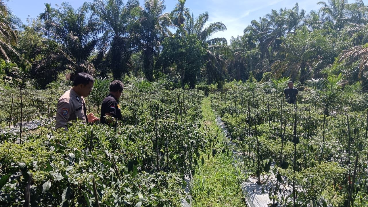 Bhabinkamtibmas Polsek Barumun Panen Cabai