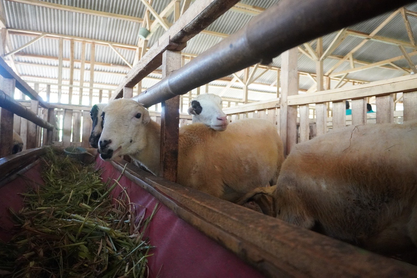 Desa BSI Lebak Cikaracak: Kisah Sukses Peternakan Domba dan Kuliner yang Mengangkat Ekonomi Warga