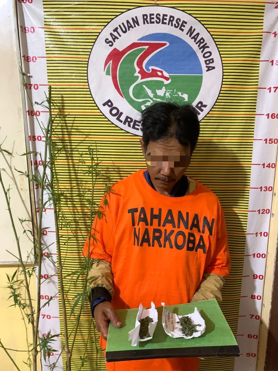 Polres Samosir Tangkap Pemilik Tanaman Ganja di Desa Tanjung Bunga