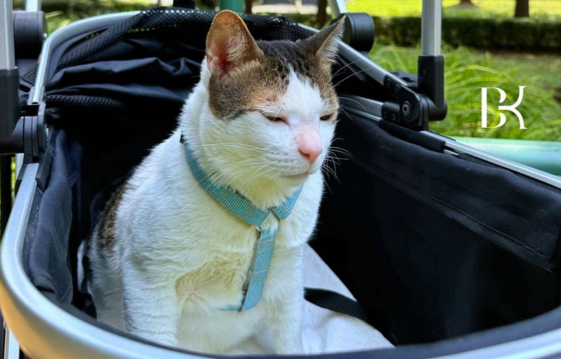 Prabowo Boyong Bobby The Cat ke Istana Negara