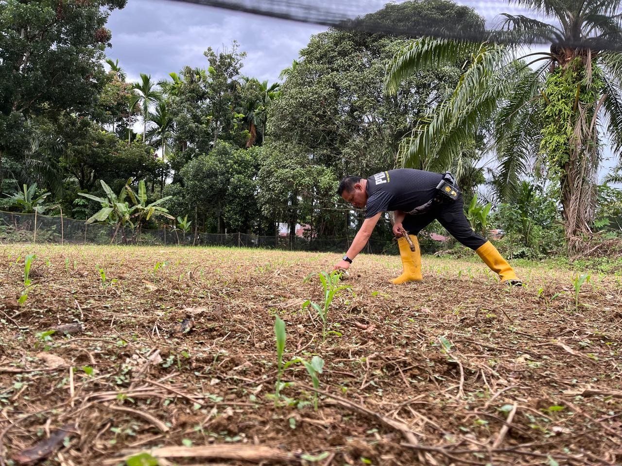 Kapolsek Barumun Lakukan Pengecekan, Penyiraman Lokasi Lahan Ketapang