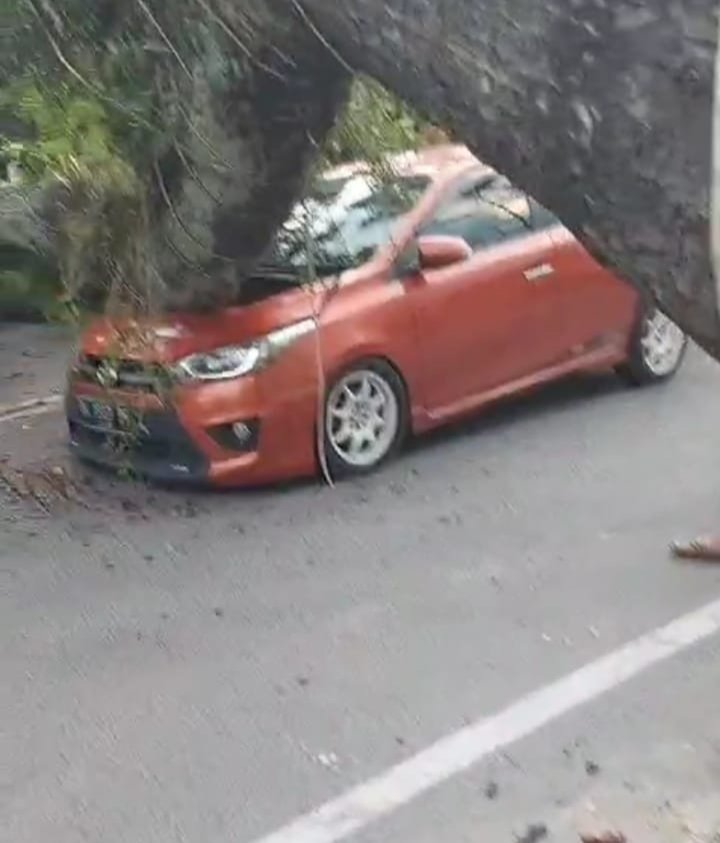 Pohon Besar Tumbang di Abdullah Lubis Timpa Sejumlah Mobil