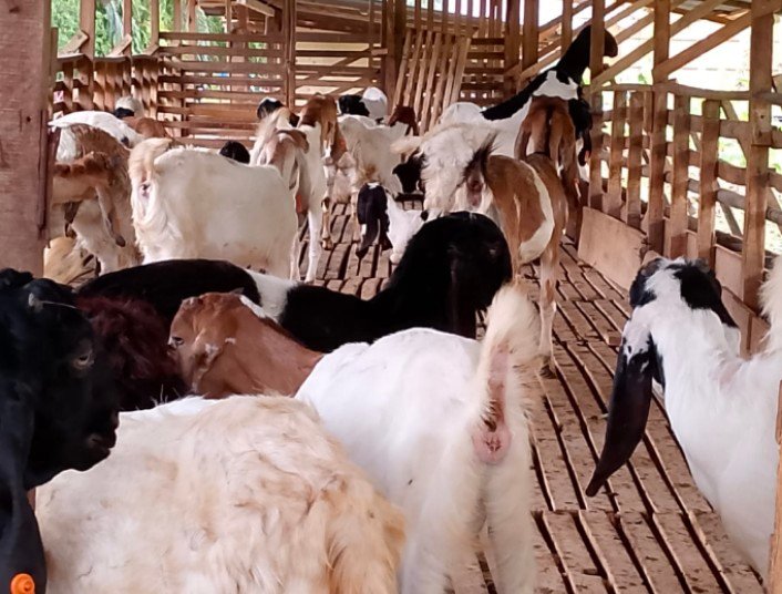 Tanggulangi Stunting di Kabupaten Langkat,Kelompok Ternak Menerima Bantuan Kambing Etawa Tidak Sesuai Dengan Spesifikasi
