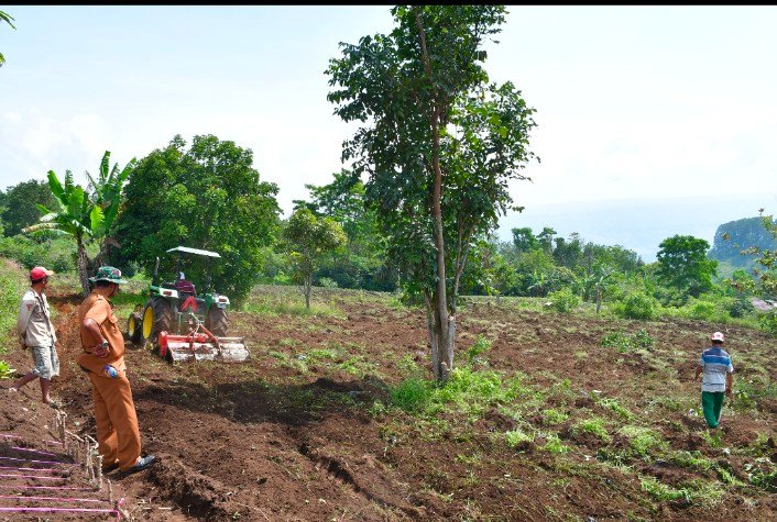 Pemkab Samosir Tanam Padi Gogo di Sitaotao Guna Perkuat Swasembada Pangan