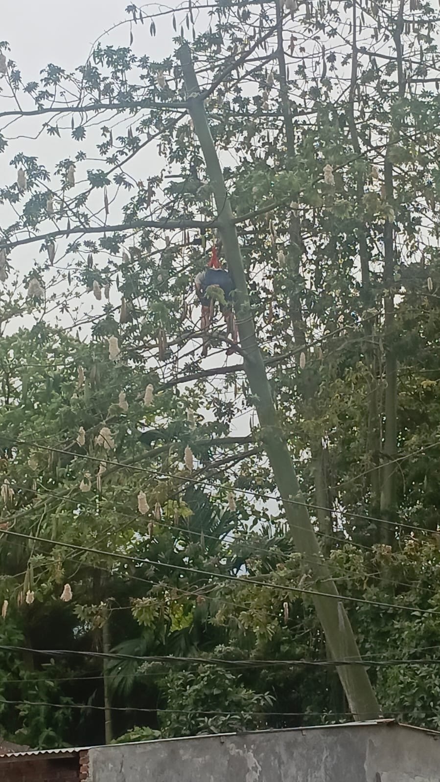 Akibat Mesin “Chainsaw”, Pria Ini Tewas Tergantung di Pohon Kapuk