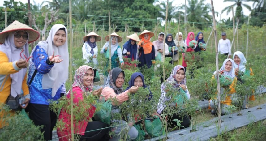 Manfaatkan Lahan di 2 Lokasi, PKK Asahan Panen Jagung dan Cabe