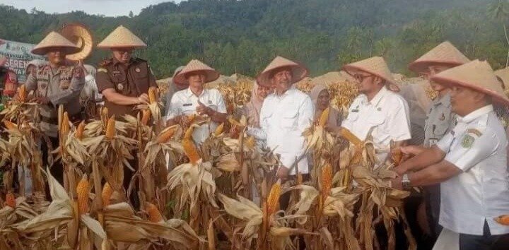 Bupati Madina Panen Raya Jagung di Lahan Reklamasi Eks Tambang Kotanopan