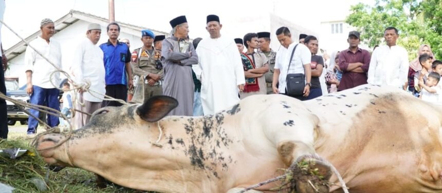 12 Sapi Qurban dari Bupati Langkat, Wujud Kepedulian untuk Warga