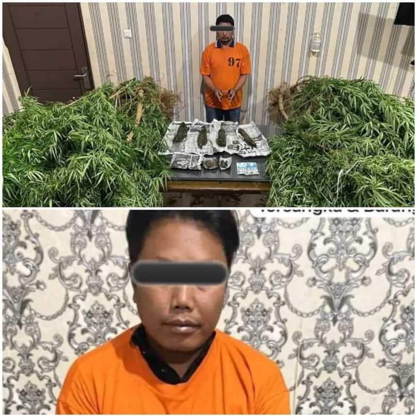Polisi Amankan Pengedar dan Pemilik Tanaman Ganja di Desa Lingga