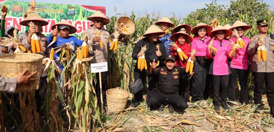 Kapolrestabes Medan Pimpin Panen Raya Jagung Petani Binaan Polsek Medan Area