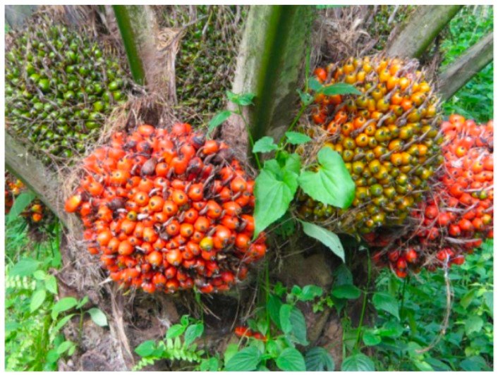 Kelapa Sawit Tengah Mendapatkan Banyak Sentimen Positif, Mulai Tarif Hingga BI Rate