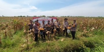 Polsek Medan Timur Panen Jagung di Lahan Binaan, Dukung Swasembada Pangan 2025