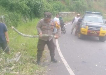 Polsek Tigabinanga Evakuasi Pohon Tumbang yang Menganggu Jalan