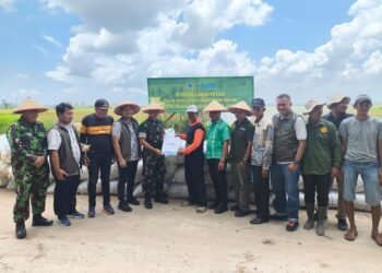 Bulog Asahan bersama Dandim 0208/Asahan Hadir di Tengah Petani, Serap Gabah Panen Gadu