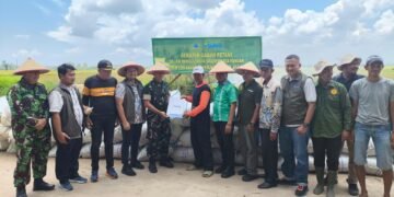 Bulog Asahan bersama Dandim 0208/Asahan Hadir di Tengah Petani, Serap Gabah Panen Gadu