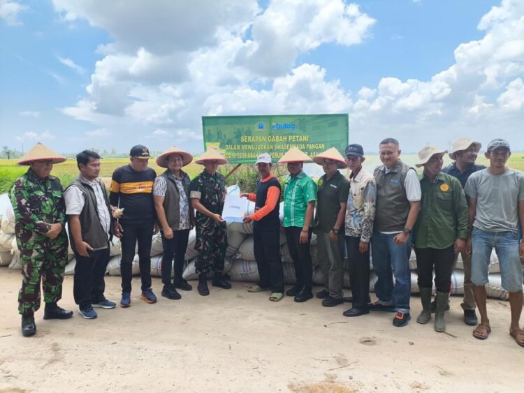 Bulog Asahan bersama Dandim 0208/Asahan Hadir di Tengah Petani, Serap Gabah Panen Gadu