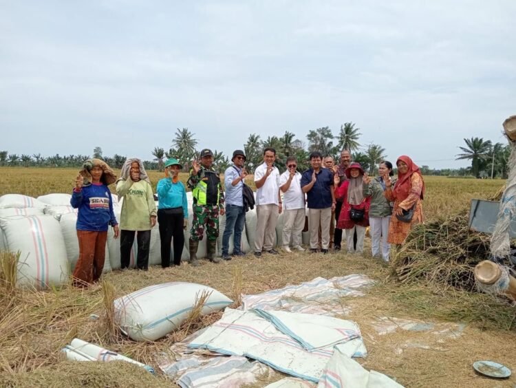 BULOG Sumut Siap Serap Gabah Petani dengan Harga Rp6.500 per Kg