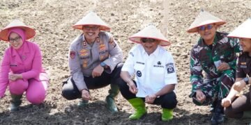 Syah Afandin Dukung Penanaman Jagung Serentak Kuartal IV Untuk Perkuat Ketahanan Pangan Langkat