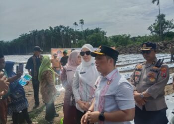 Dorang Ketapang dan Stabilitas Harga Pangan Kabupaten Palas, Bupati Bersama Ketua TP PKK Tanam Cabe Merah Perdana